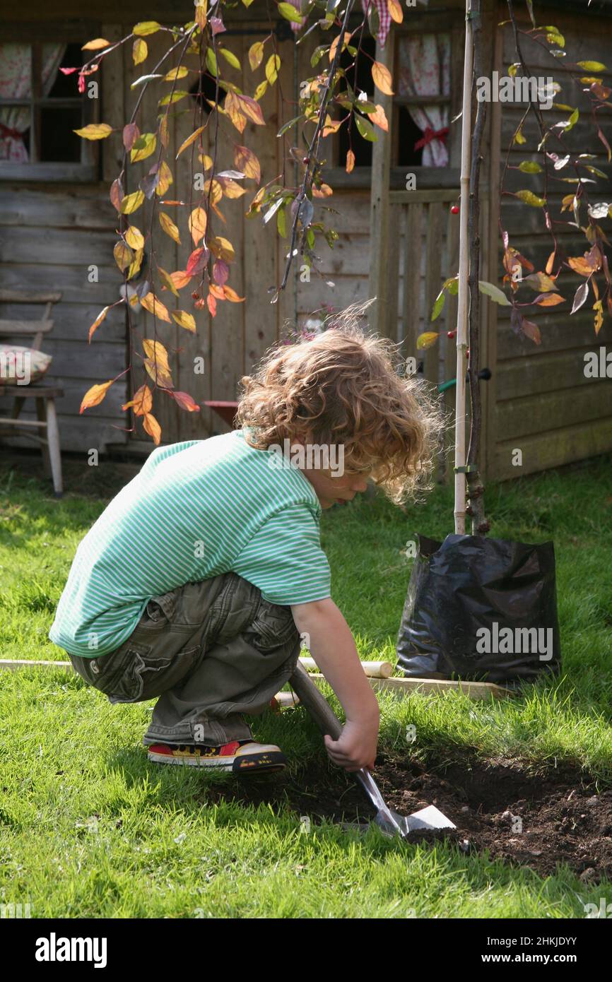 Boy digging hole in ground next to sapling Stock Photo