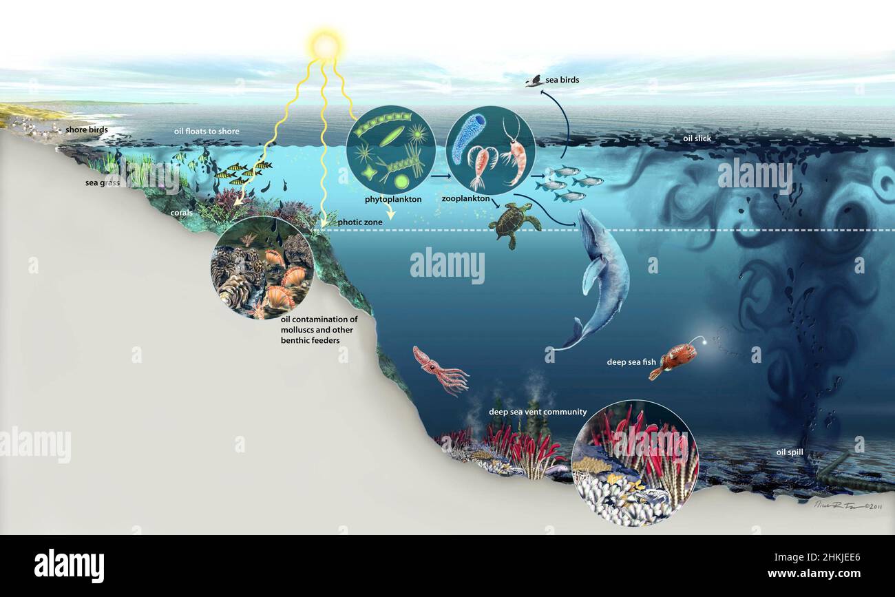 Oil spill disrupting ocean food web, illustration Stock Photo Biology Diagrams