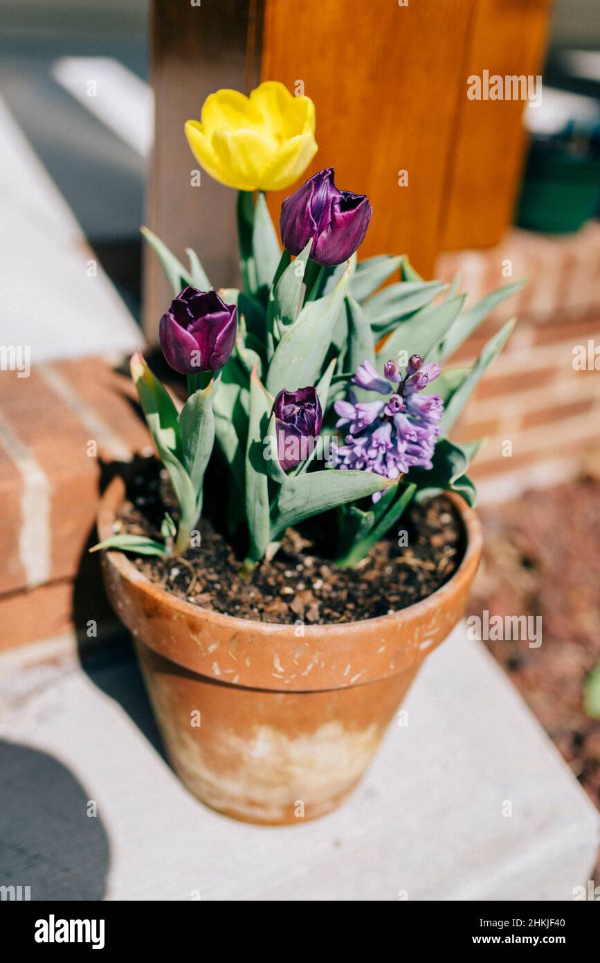 Terra Cotta pot of tulips and hyacinth in Spring Stock Photo - Alamy