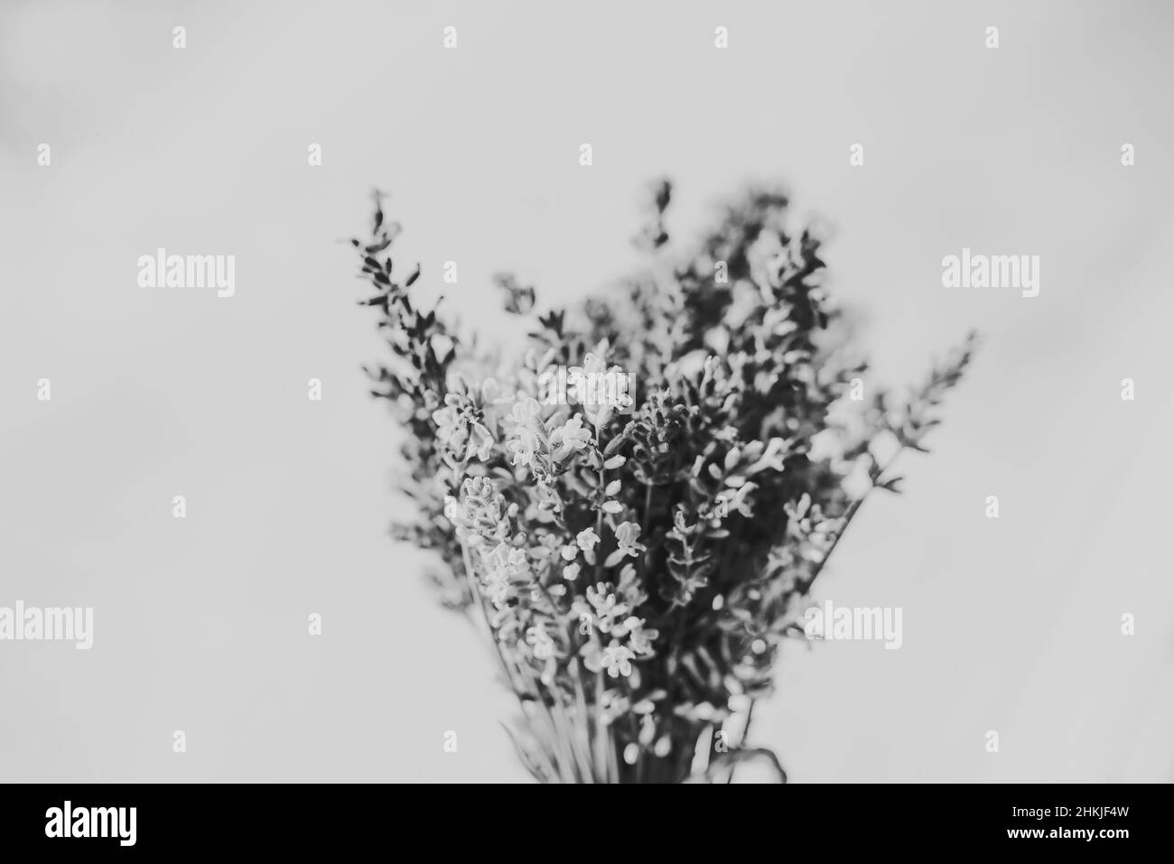 Black and white photo of lavender with white background Stock Photo