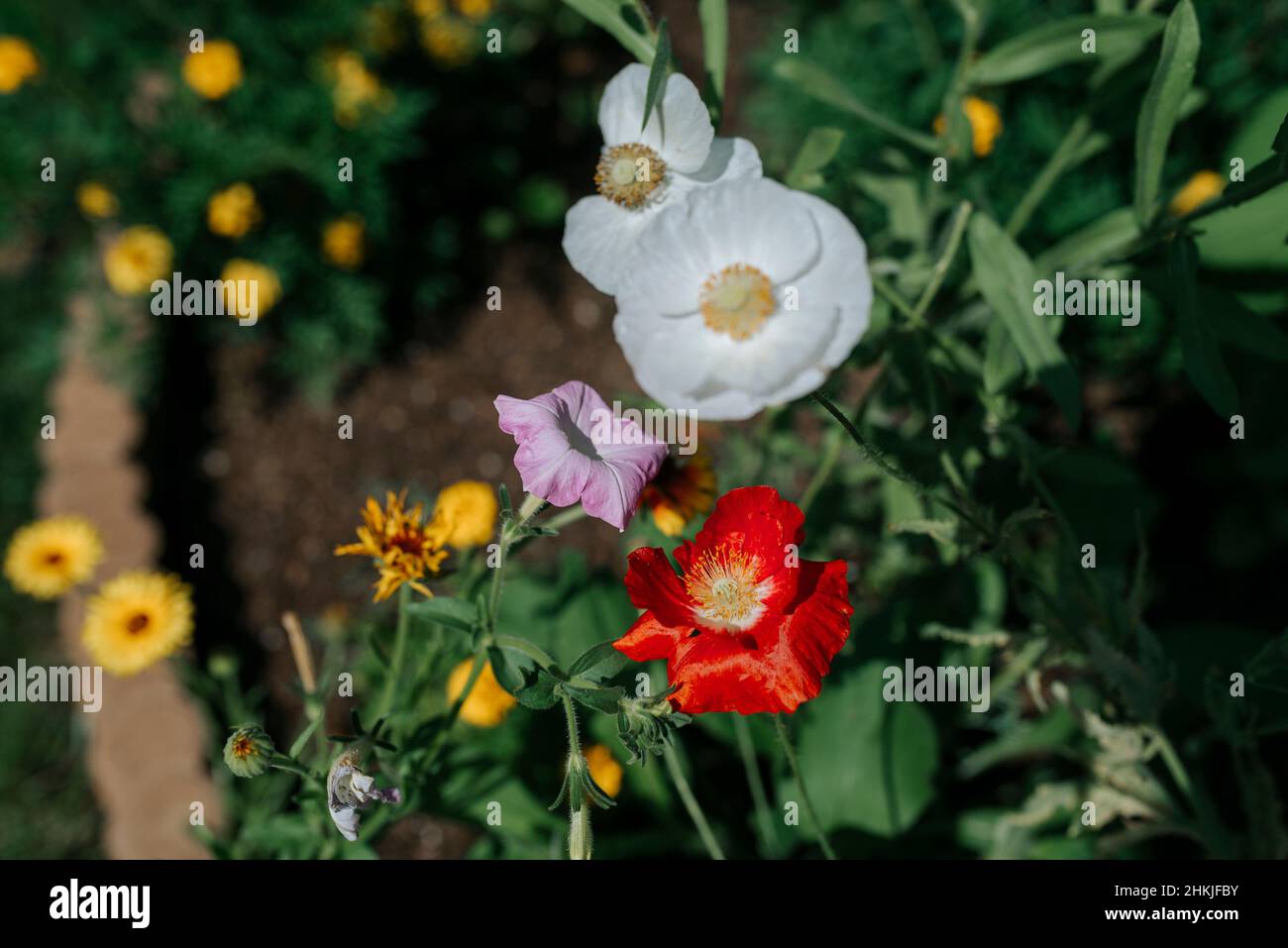 Close up view of flower blooms, poppies, petunias, and marigolds Stock Photo
