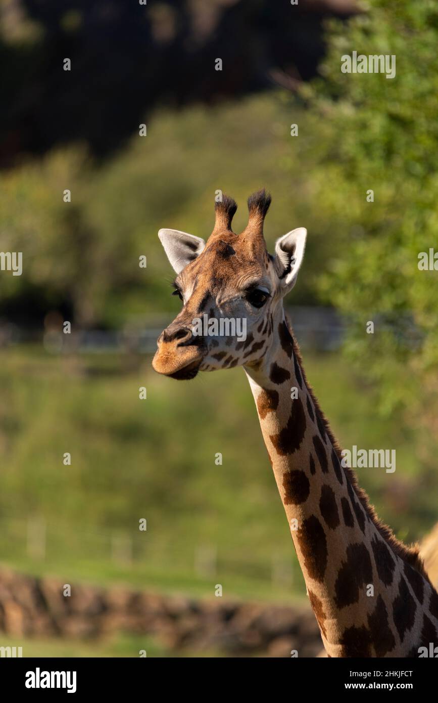 Medium shot of a posing giraffe Stock Photo