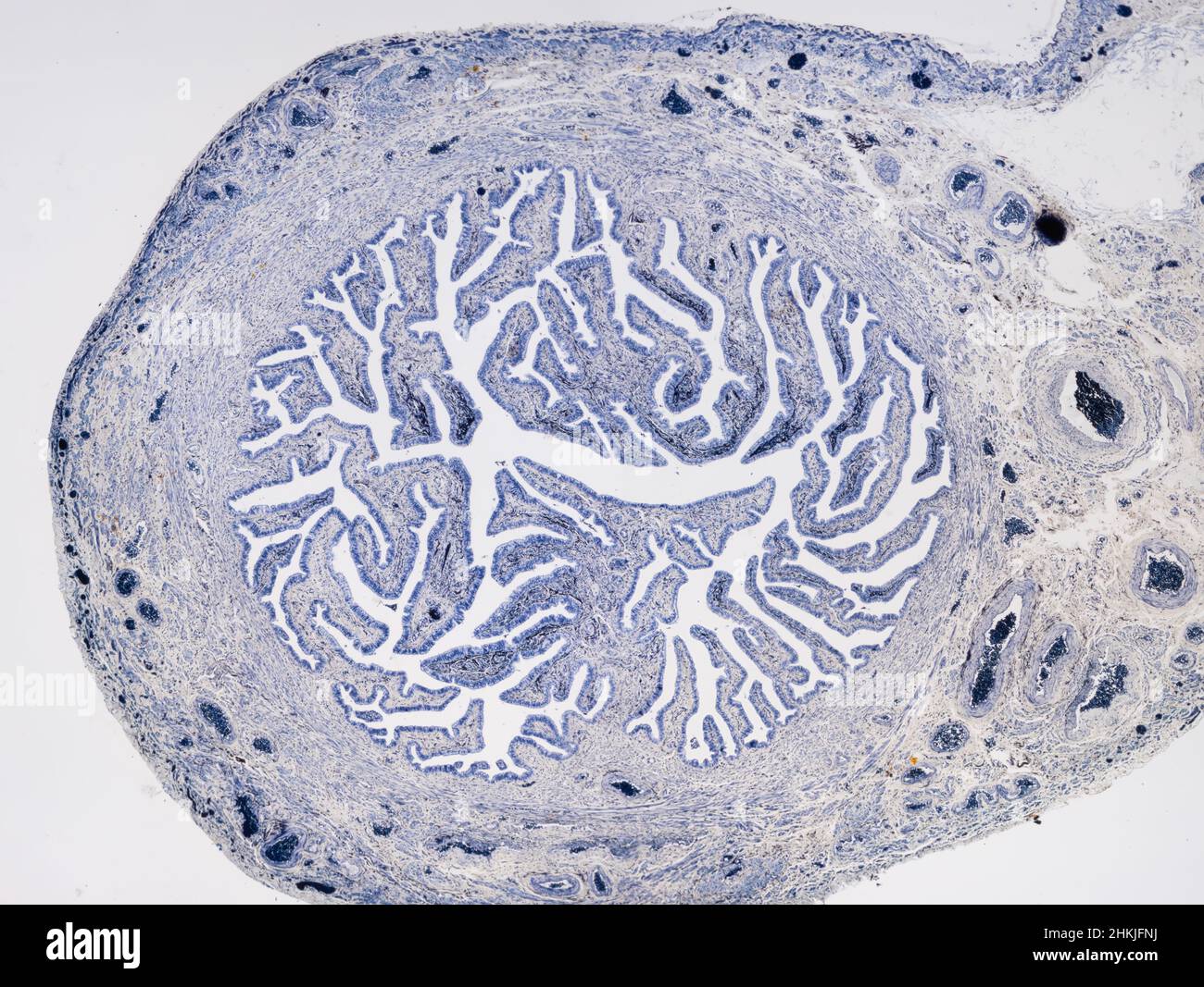 Fallopian tube, light micrograph Stock Photo - Alamy