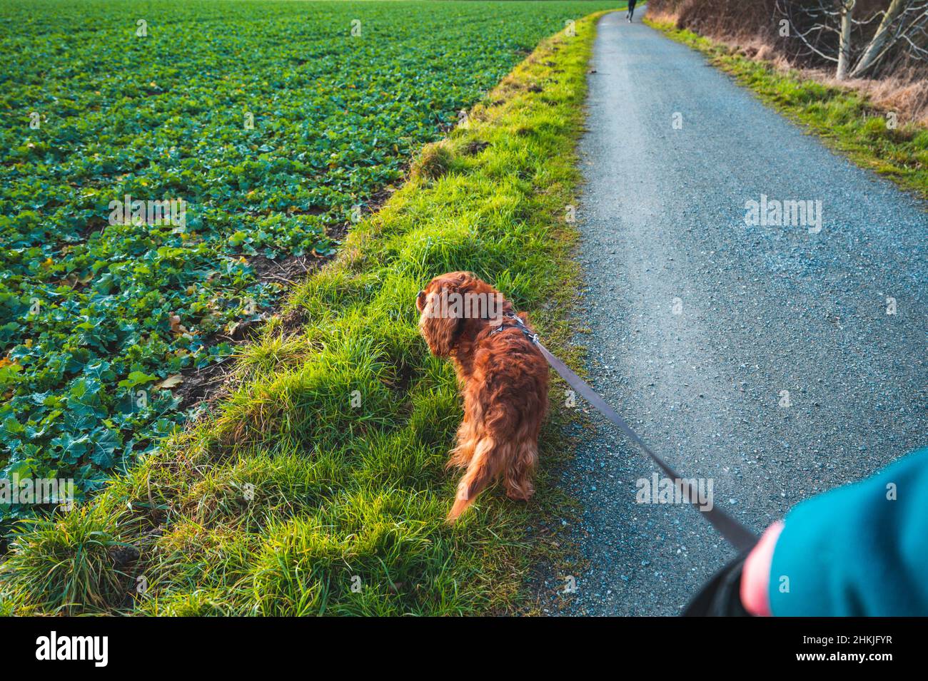 Young woman between 30-35 years old leads her dog on leash Stock Photo