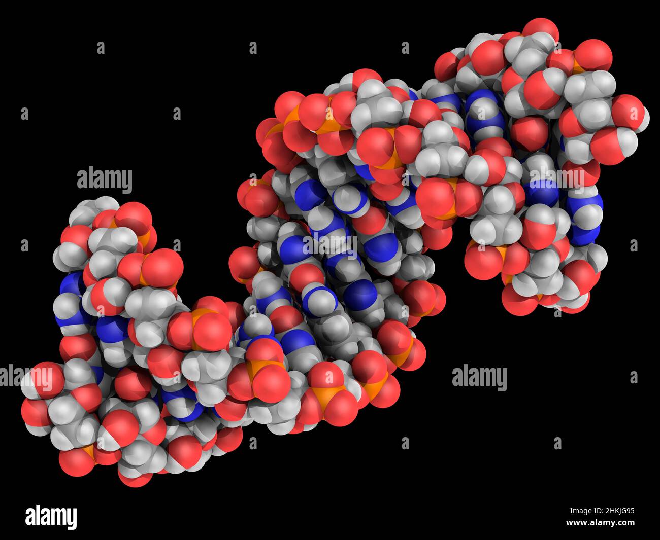 Human RNA with RNA repeats, molecular model Stock Photo - Alamy