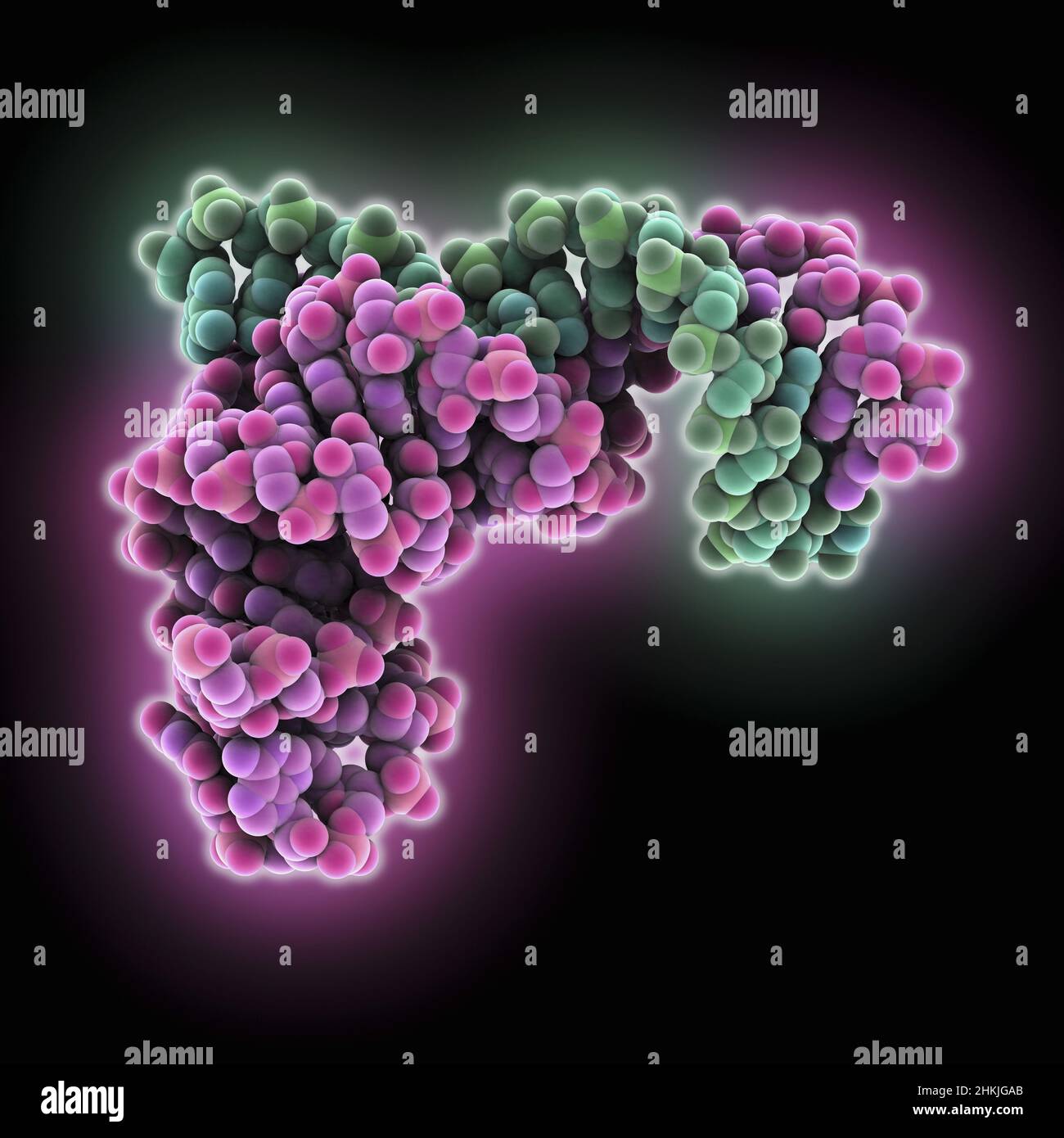 Pistol self-cleaving ribozyme class, molecular model Stock Photo - Alamy