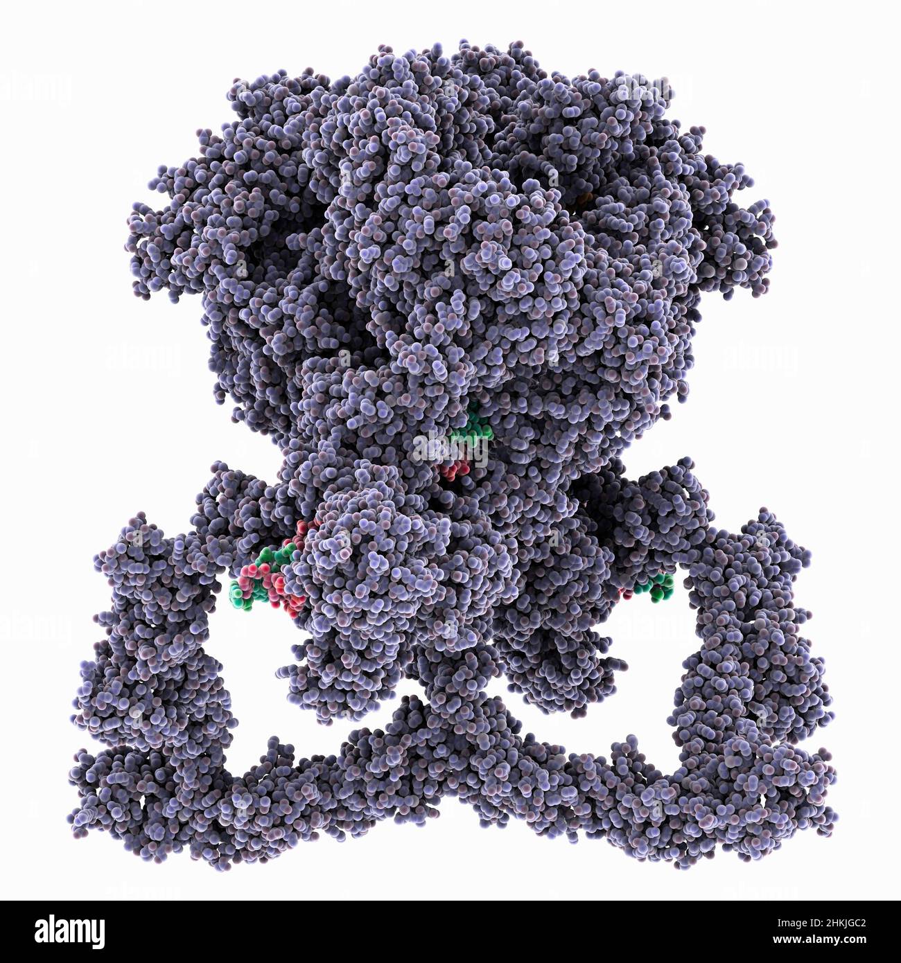 Nonhomologous end joining, molecular model Stock Photo Alamy