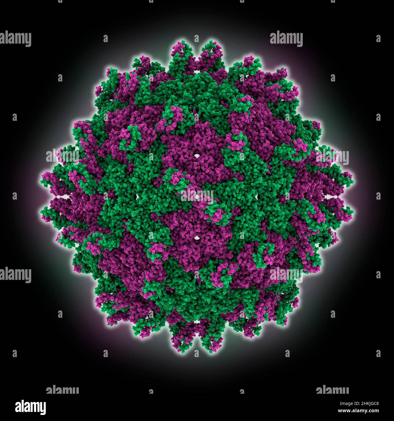 Pepper cryptic virus 1 capsid, molecular model Stock Photo - Alamy