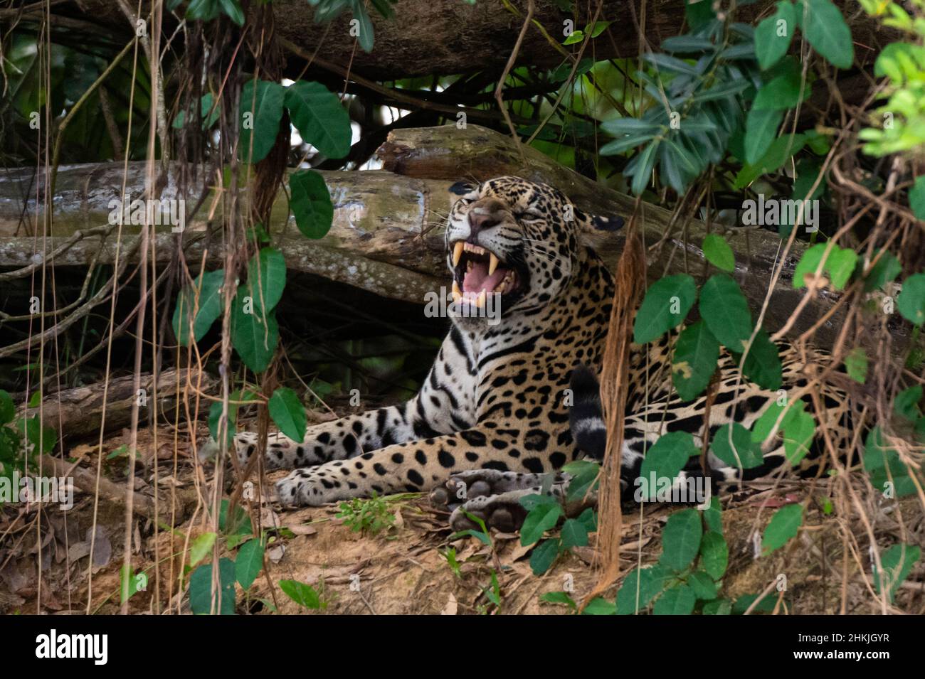 Jaguar yawning in the forest Stock Photo