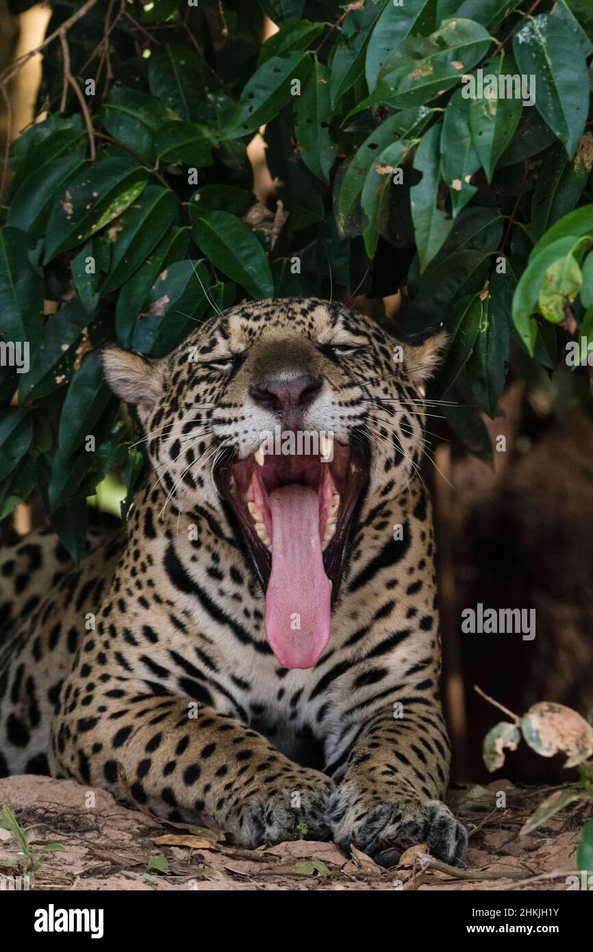 Jaguar yawning Stock Photo