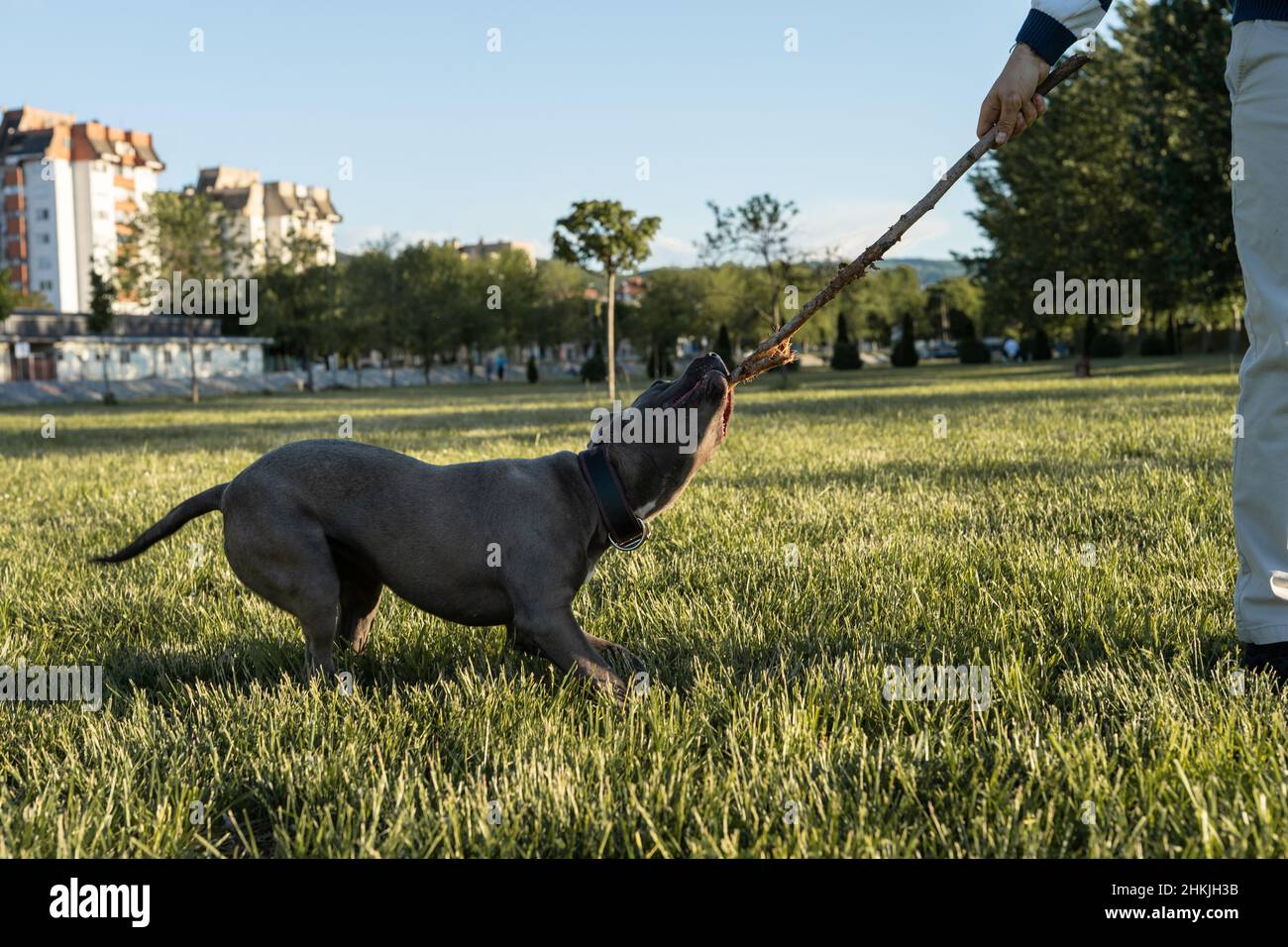 Apbt american pitbull terrier dog play biting wooden stick in the field pit bull gray Stock Photo