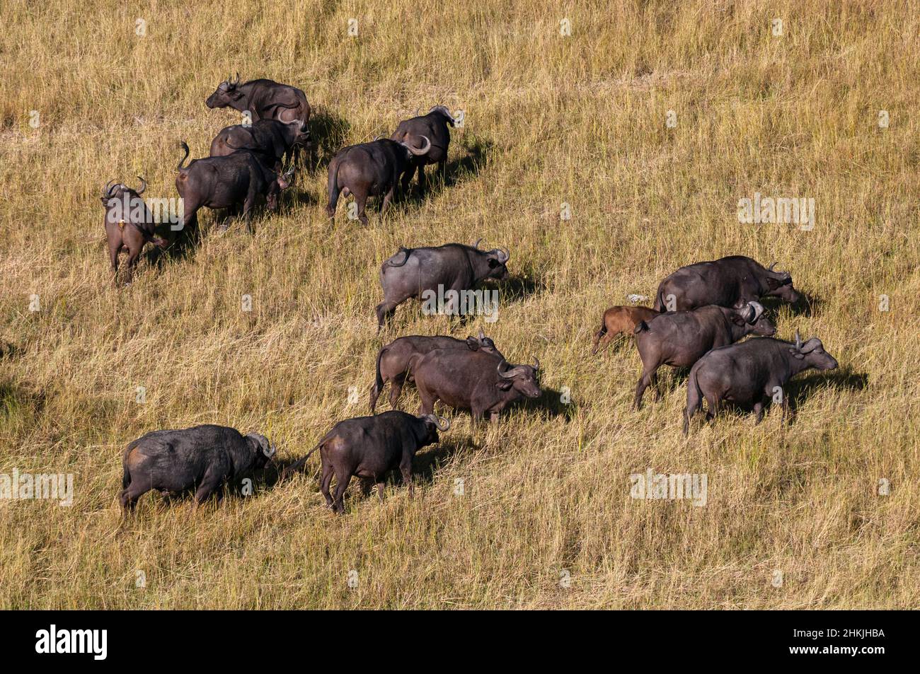 Herd Of African Buffalo Aerial Photograph Stock Photo Alamy herd-of-african-buffalo-aerial-photograph-stock-photo-alamy