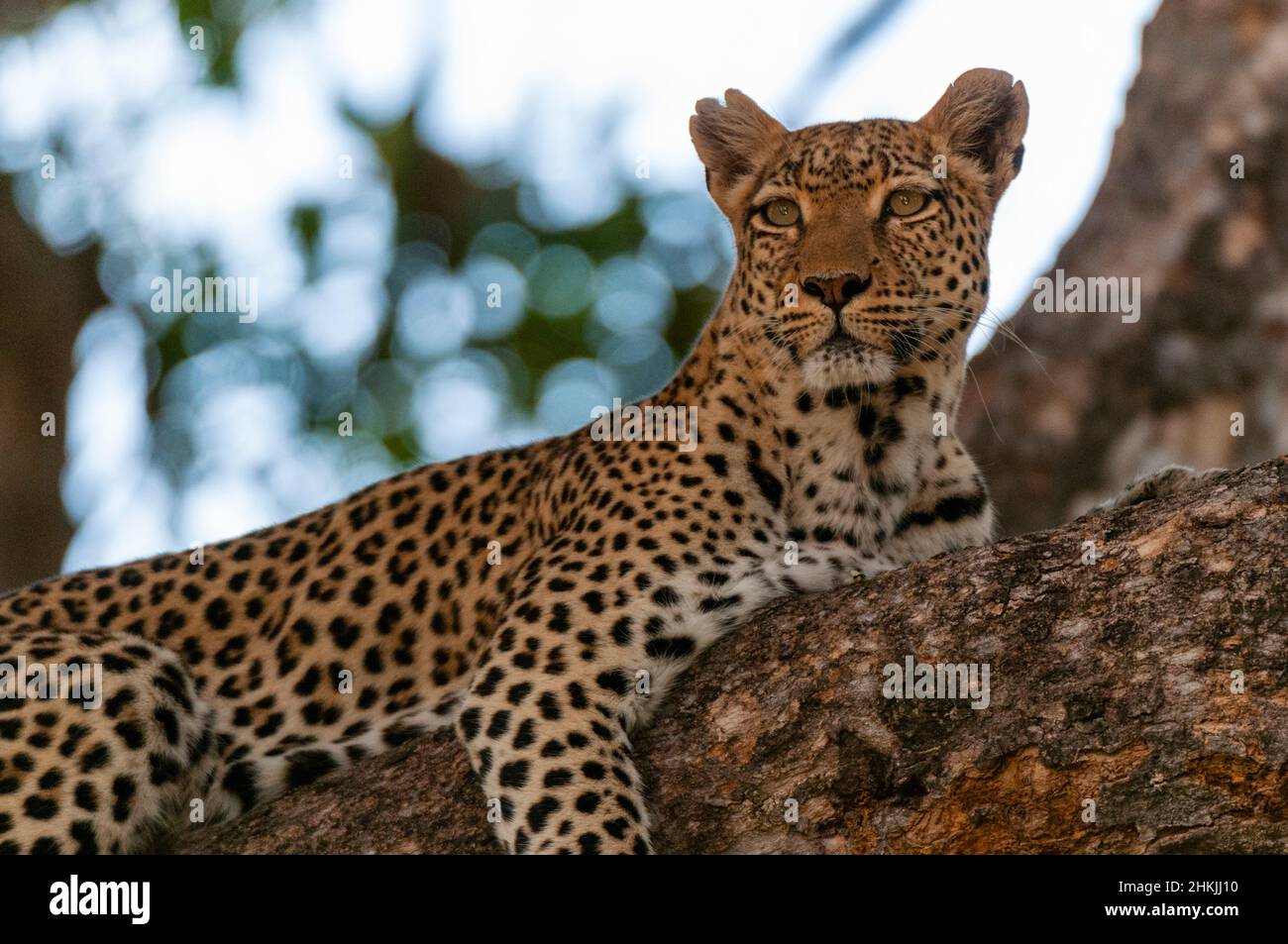 Female leopard rests on a large tree branch Stock Photo - Alamy
