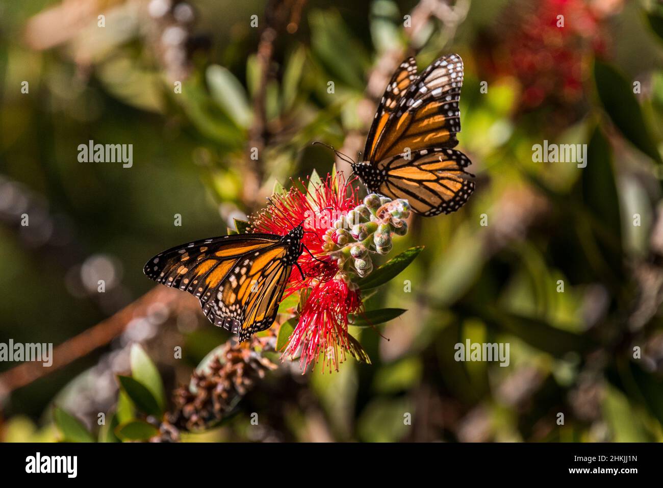 Pacific Grove Monarch Butterfly Sanctuary Stock Photo Alamy