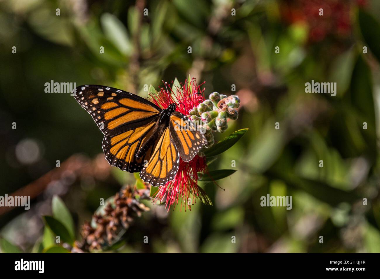 Pacific Grove Monarch Butterfly Sanctuary Stock Photo Alamy
