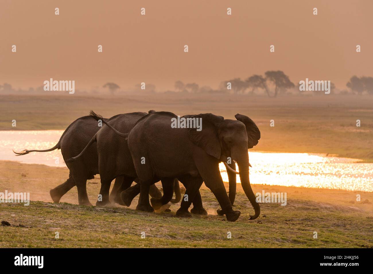 Three African elephants running towards a river Stock Photo - Alamy