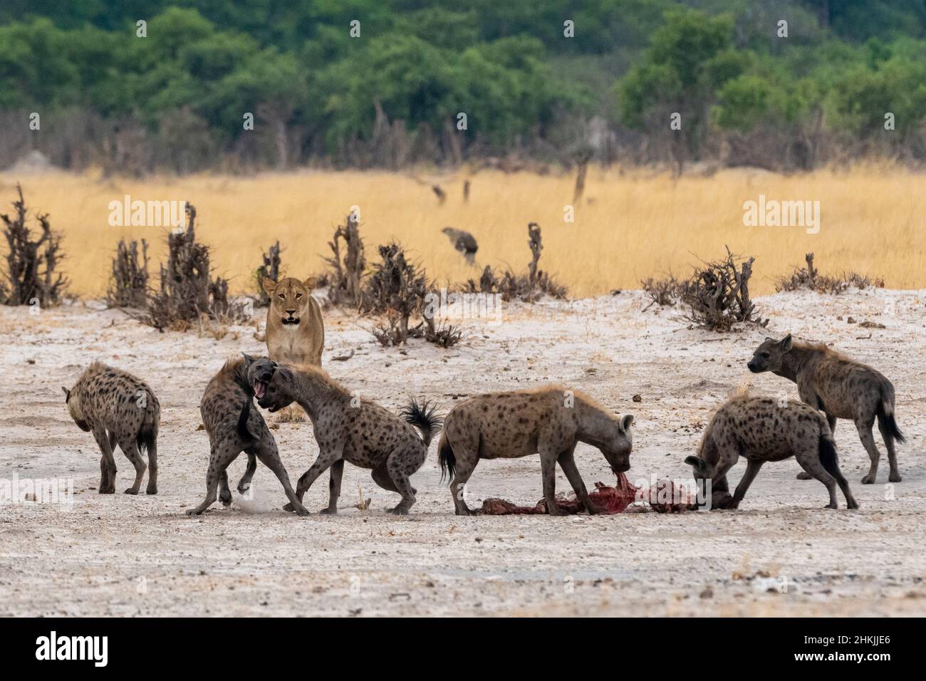 Spotted hyenas eating a carcass stolen from a lioness Stock Photo - Alamy