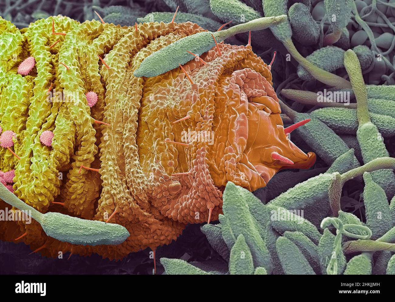 Midge larva on Raspberry rust, SEM Stock Photo - Alamy