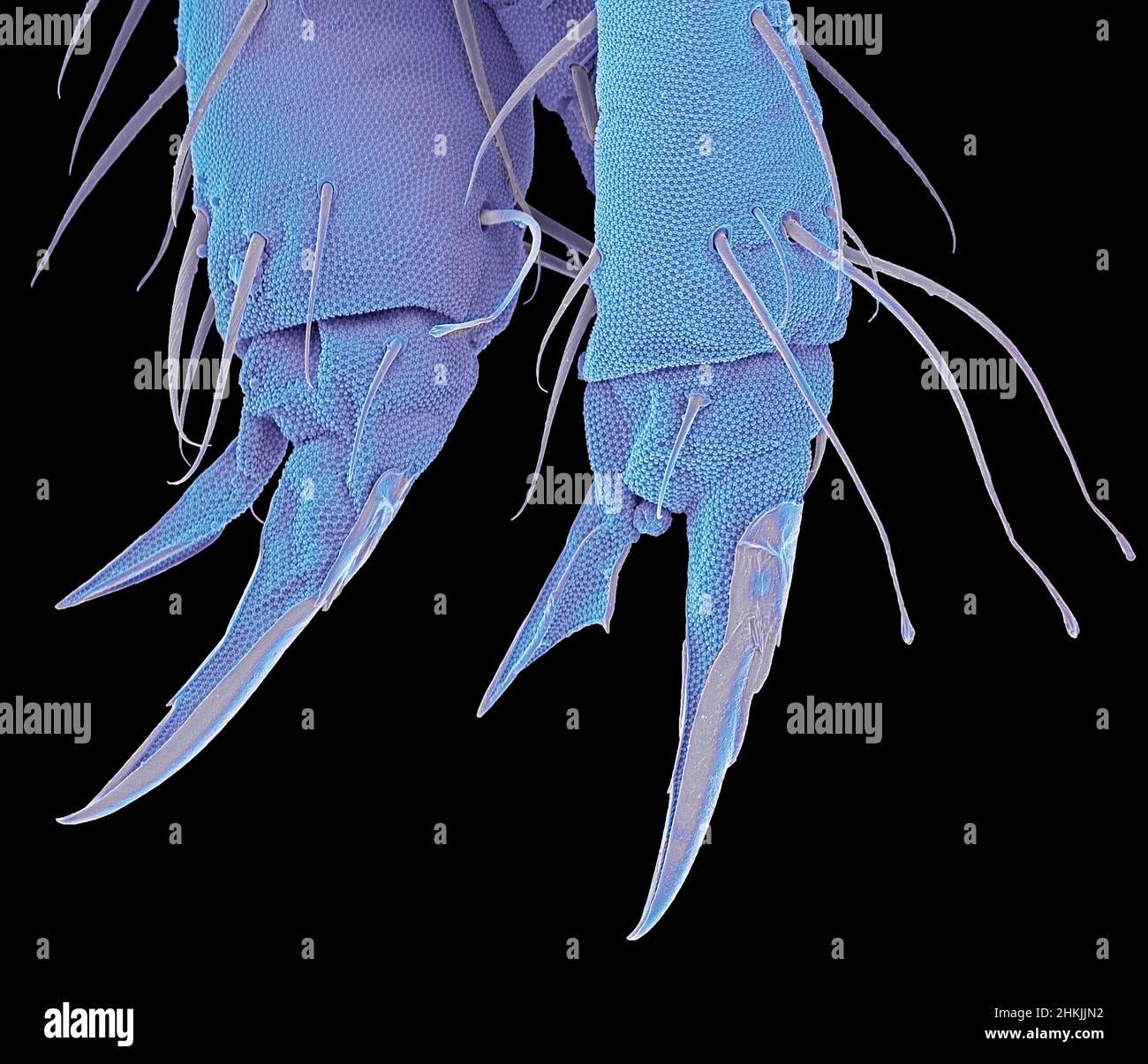 Springtail claw, SEM Stock Photo - Alamy