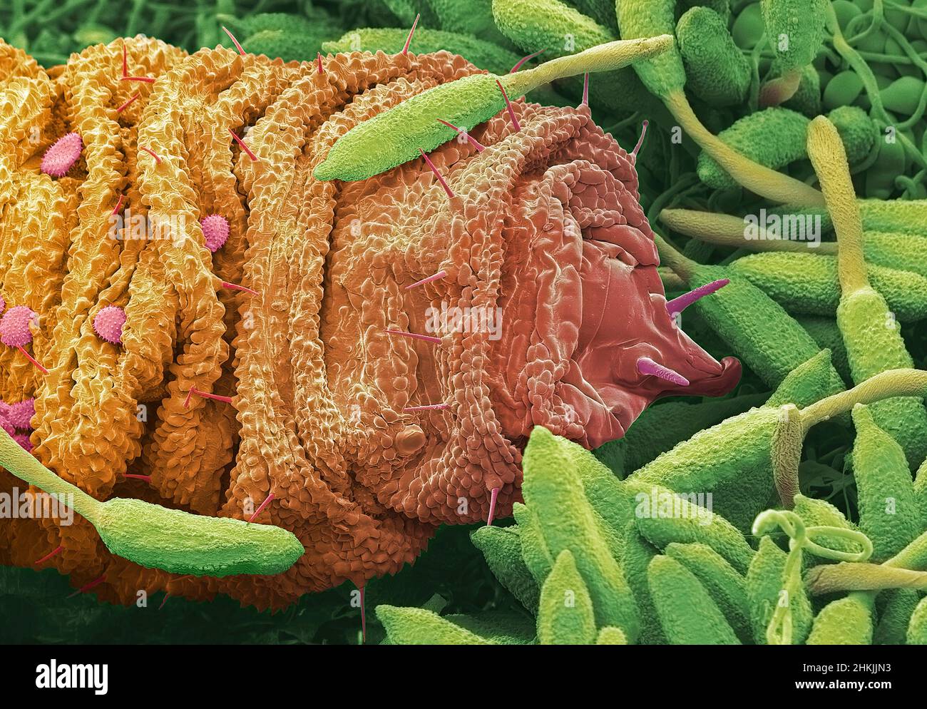 Midge larva on Raspberry rust, SEM Stock Photo - Alamy