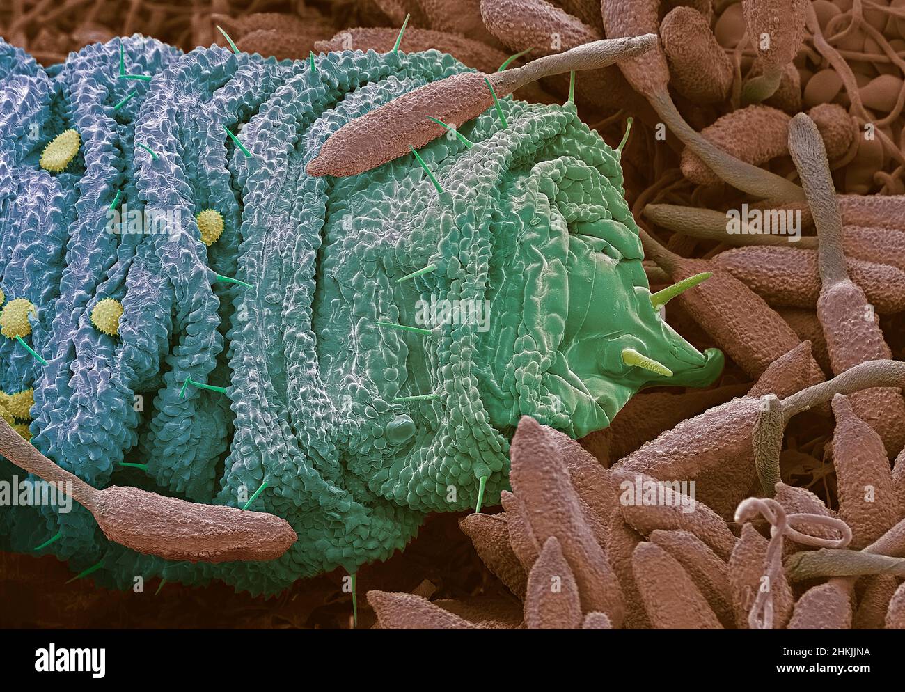 Midge larva on Raspberry rust, SEM Stock Photo - Alamy