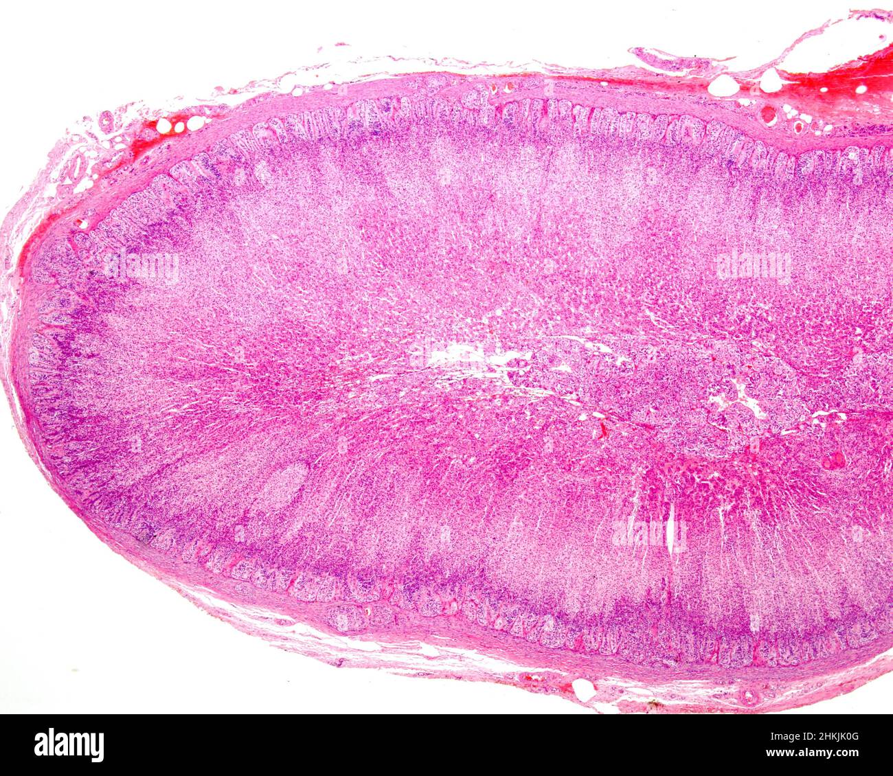 Adrenal gland cortex and medulla, light micrograph Stock Photo Biology Diagrams
