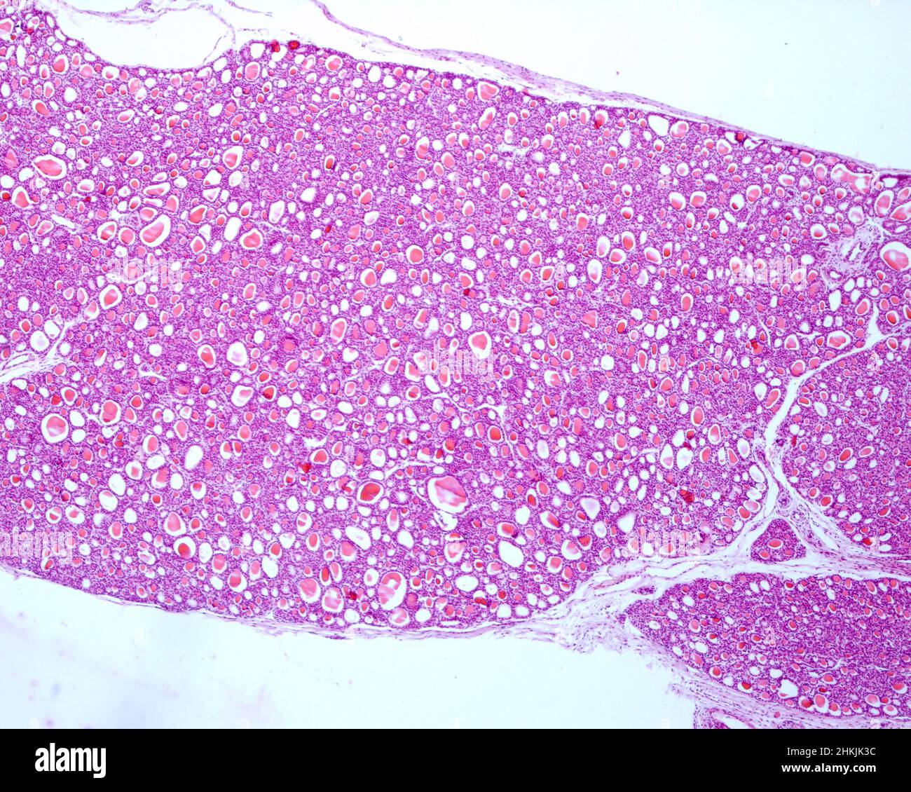 Cat thyroid gland, light micrograph Stock Photo Alamy