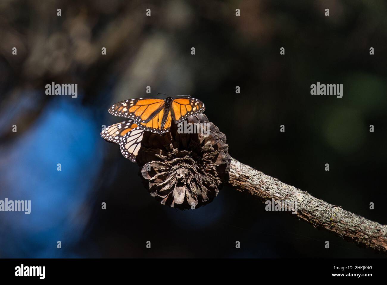 Pacific Grove Monarch Butterfly Sanctuary Stock Photo Alamy