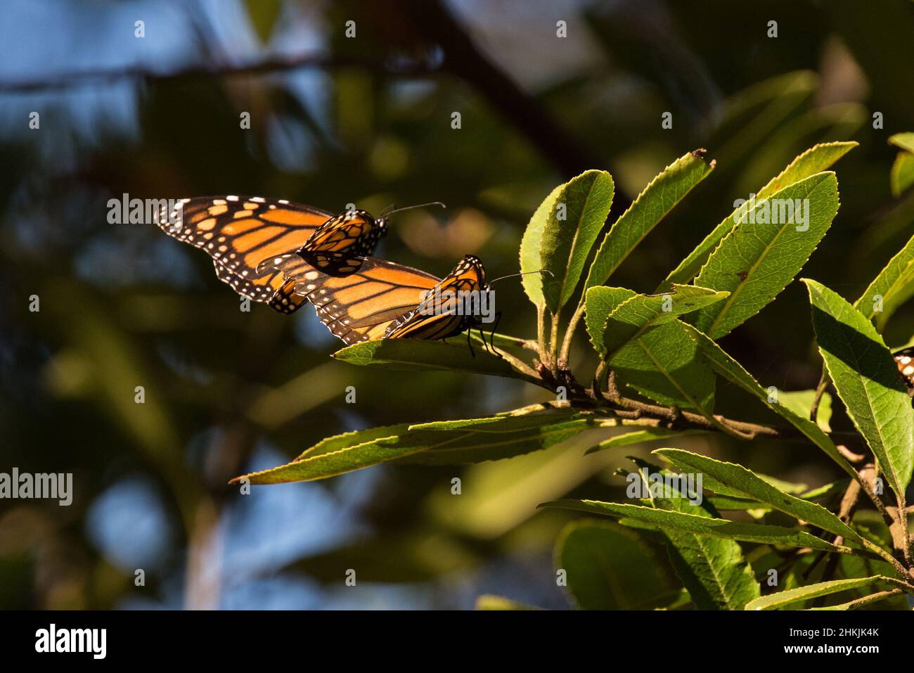 Pacific Grove Monarch Butterfly Sanctuary Stock Photo Alamy