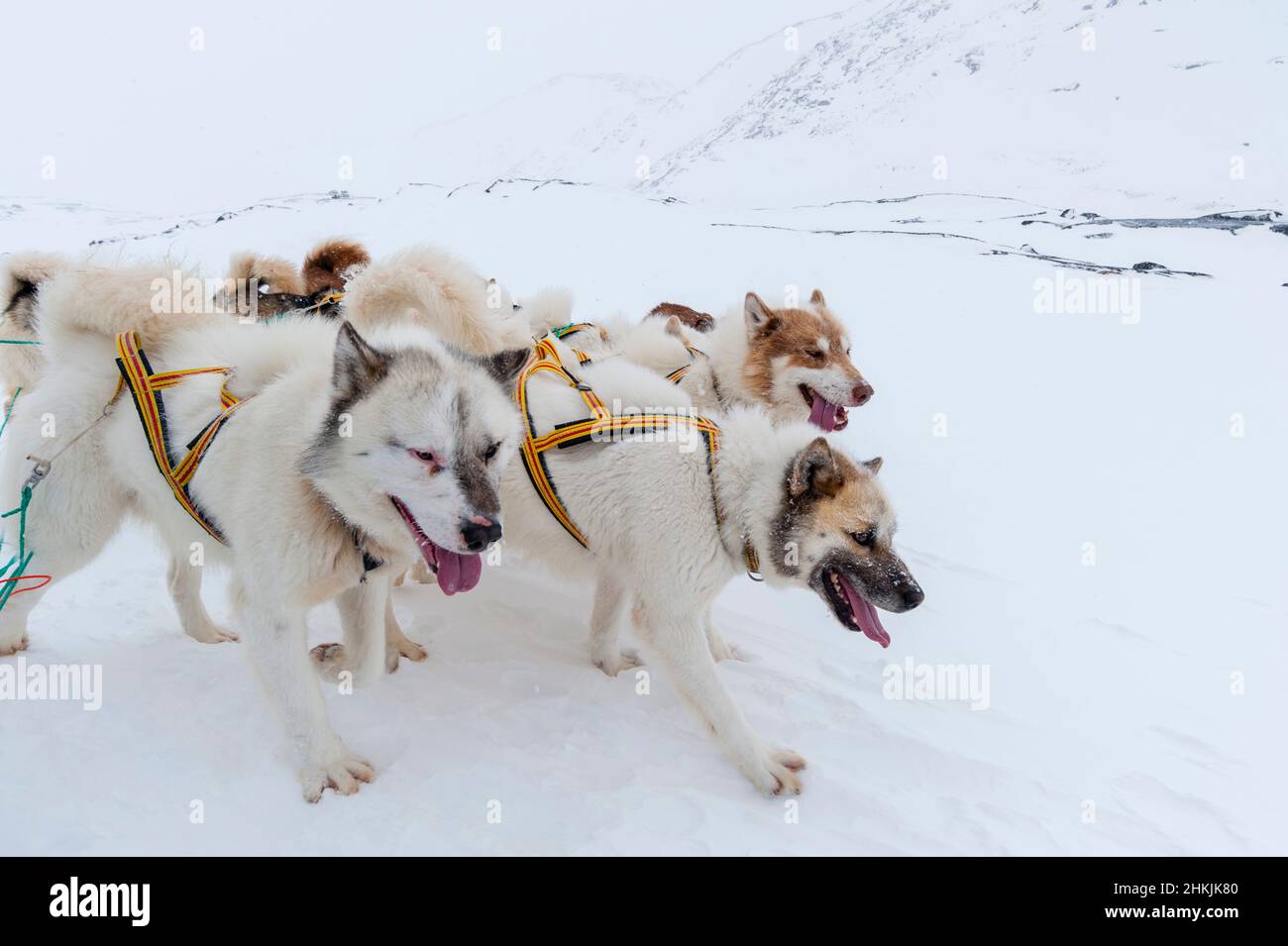 Greenland dogs pulling a sled in the snow Stock Photo - Alamy