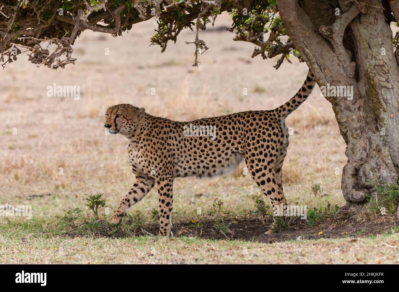 Cheetah marking its territory Stock Photo Alamy