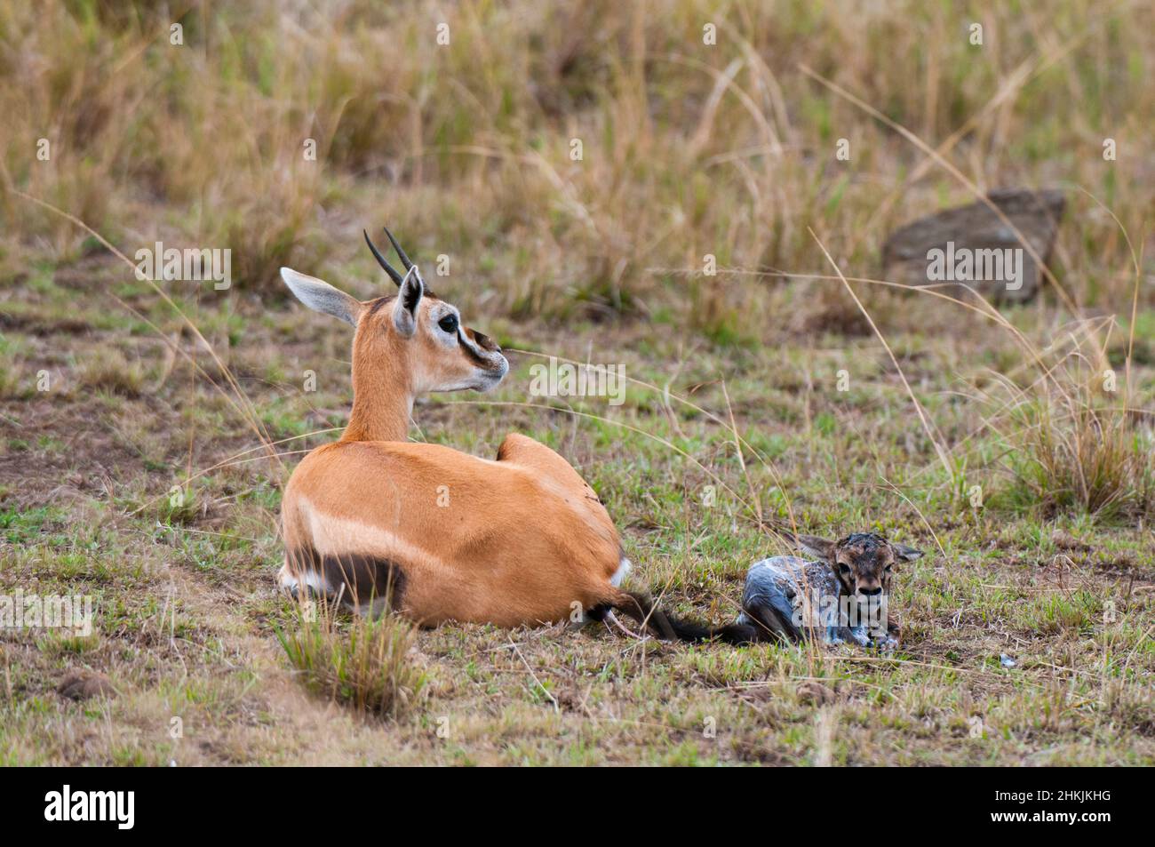 Thomson's gazelle with newborn and still attached placenta Stock Photo ...