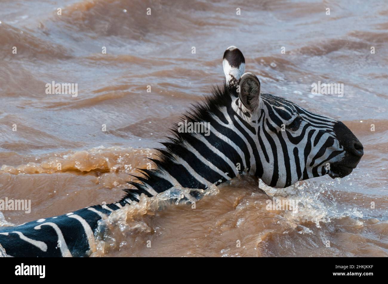 Plains zebra crossing the Mara River, Kenya Stock Photo Alamy