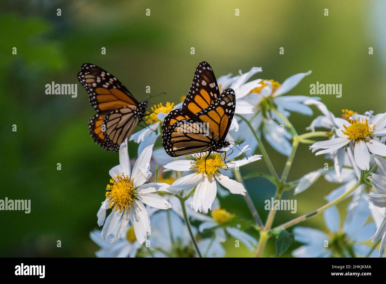 Pacific Grove Monarch Butterfly Sanctuary Stock Photo Alamy