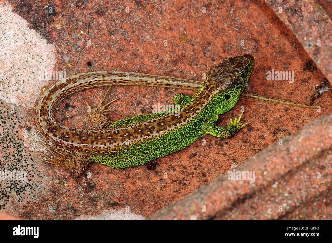 Sand lizard Stock Photo