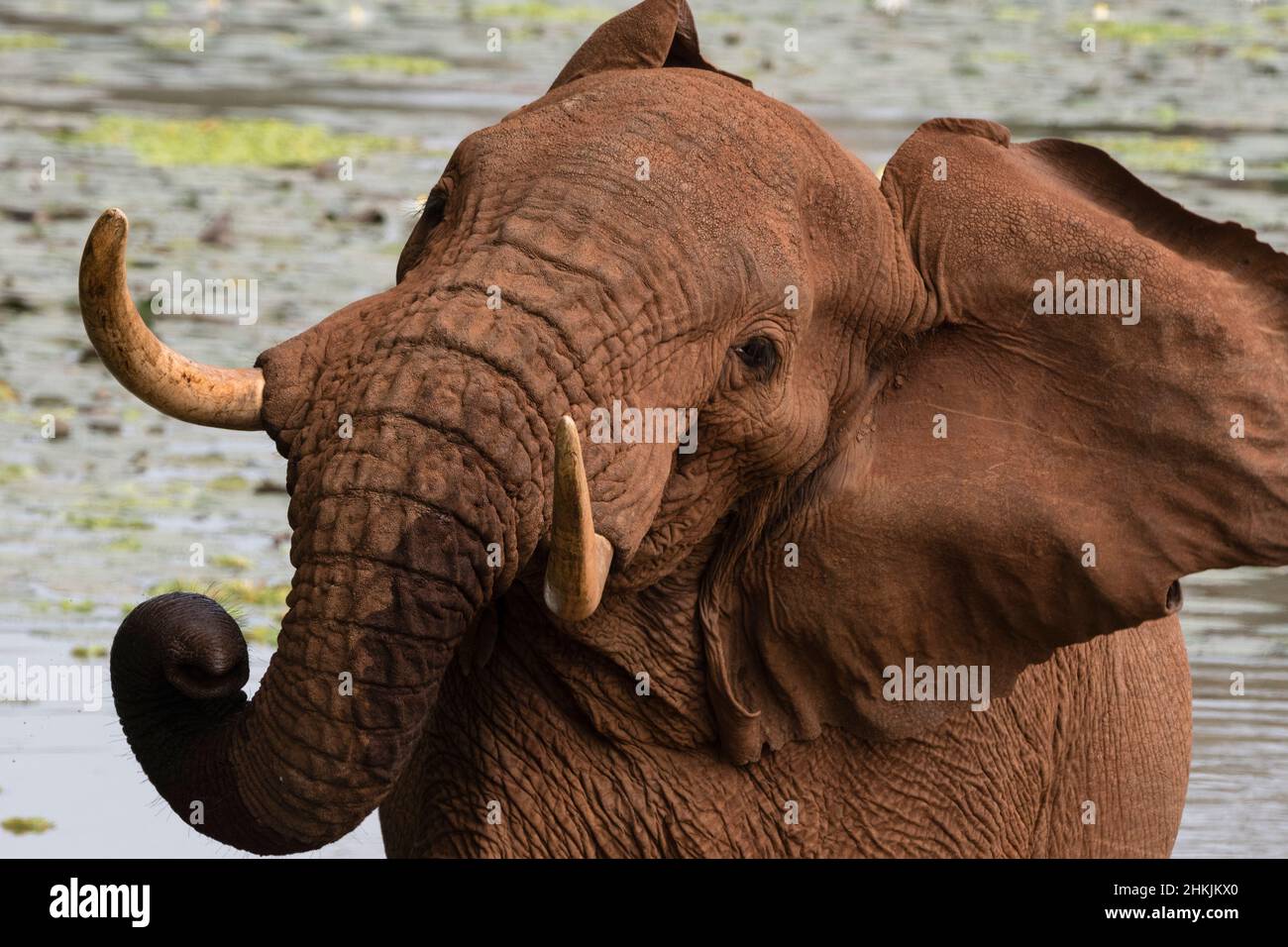 African elephant shaking its head Stock Photo - Alamy