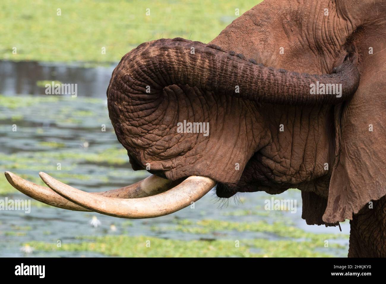 African elephant cleaning its ear with the trunk Stock Photo Alamy