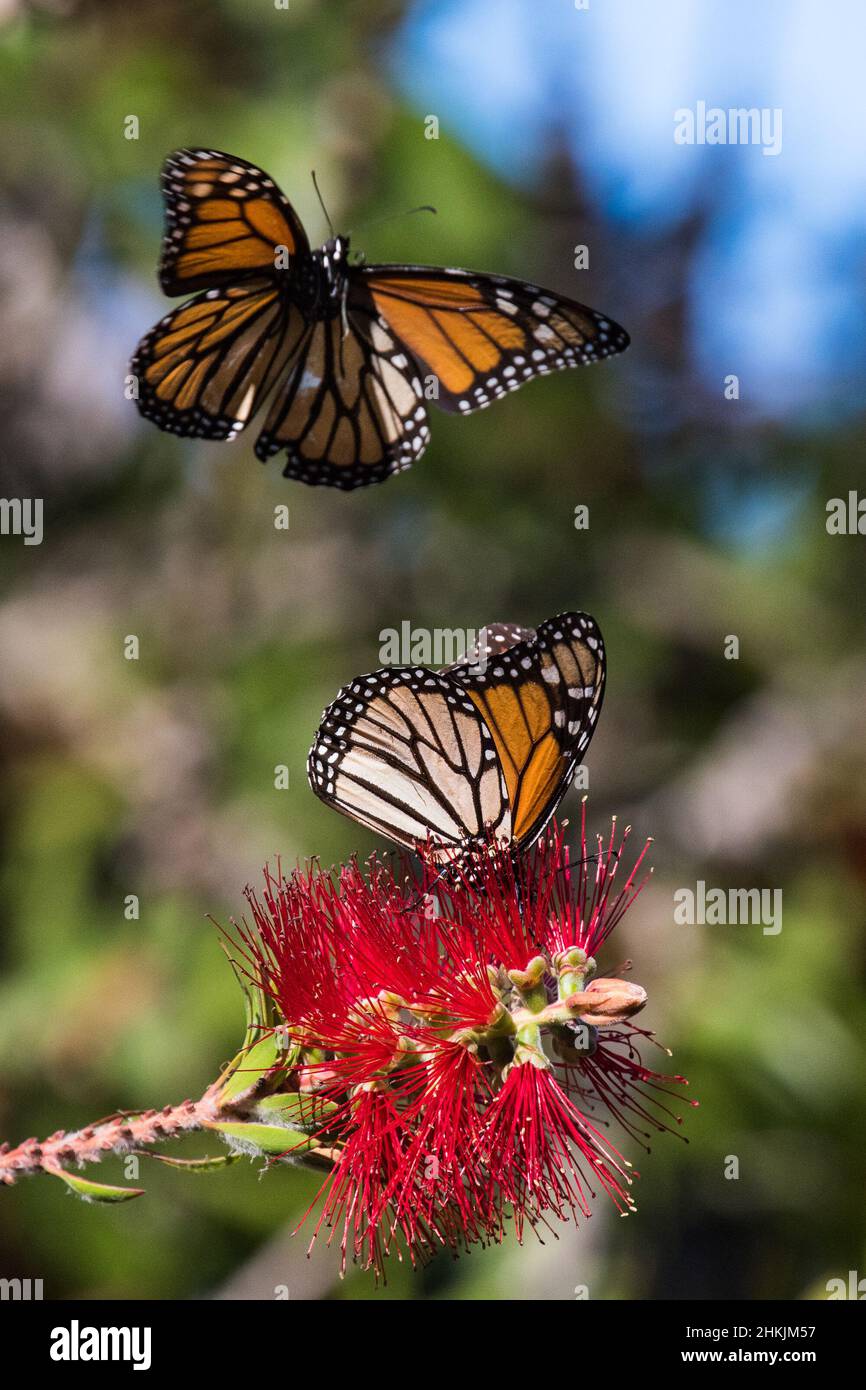 Pacific Grove Monarch Butterfly Sanctuary Stock Photo