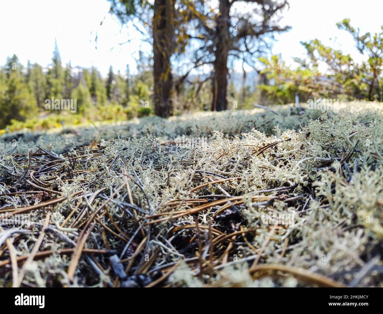 Jackman flats provincial park hires stock photography and images Alamy