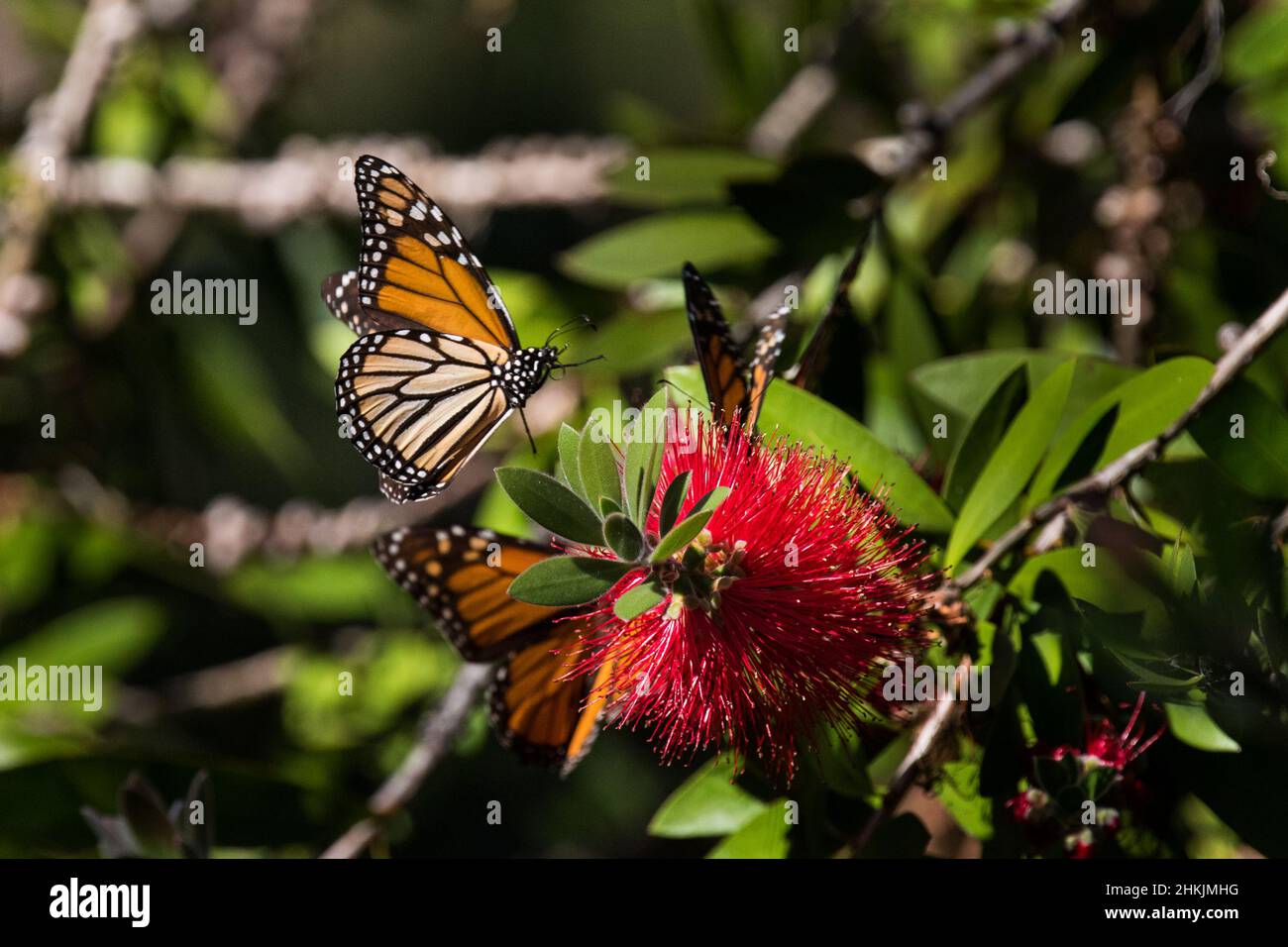 Pacific Grove Monarch Butterfly Sanctuary Stock Photo Alamy