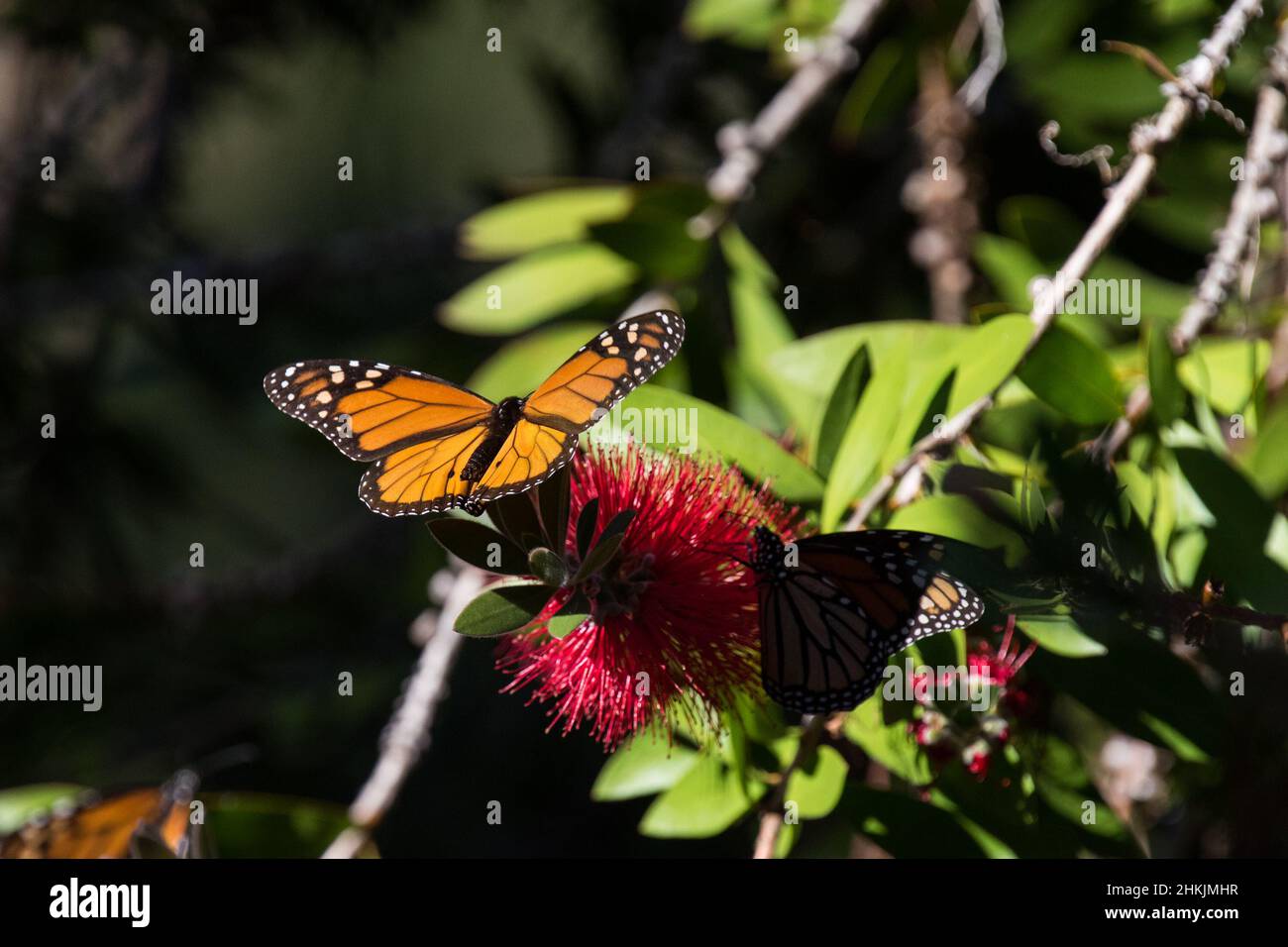 Pacific Grove Monarch Butterfly Sanctuary Stock Photo - Alamy