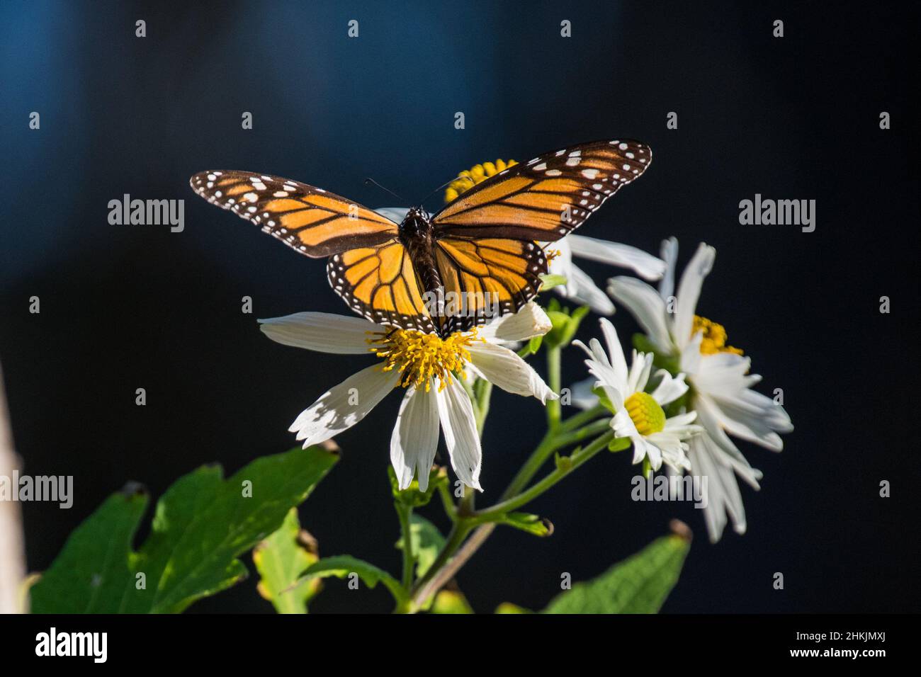 Pacific Grove Monarch Butterfly Sanctuary Stock Photo Alamy