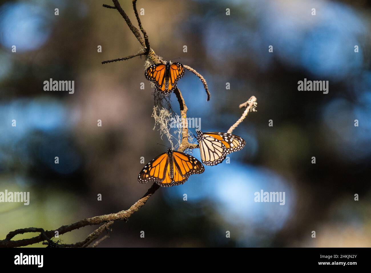 Pacific Grove Monarch Butterfly Sanctuary Stock Photo Alamy