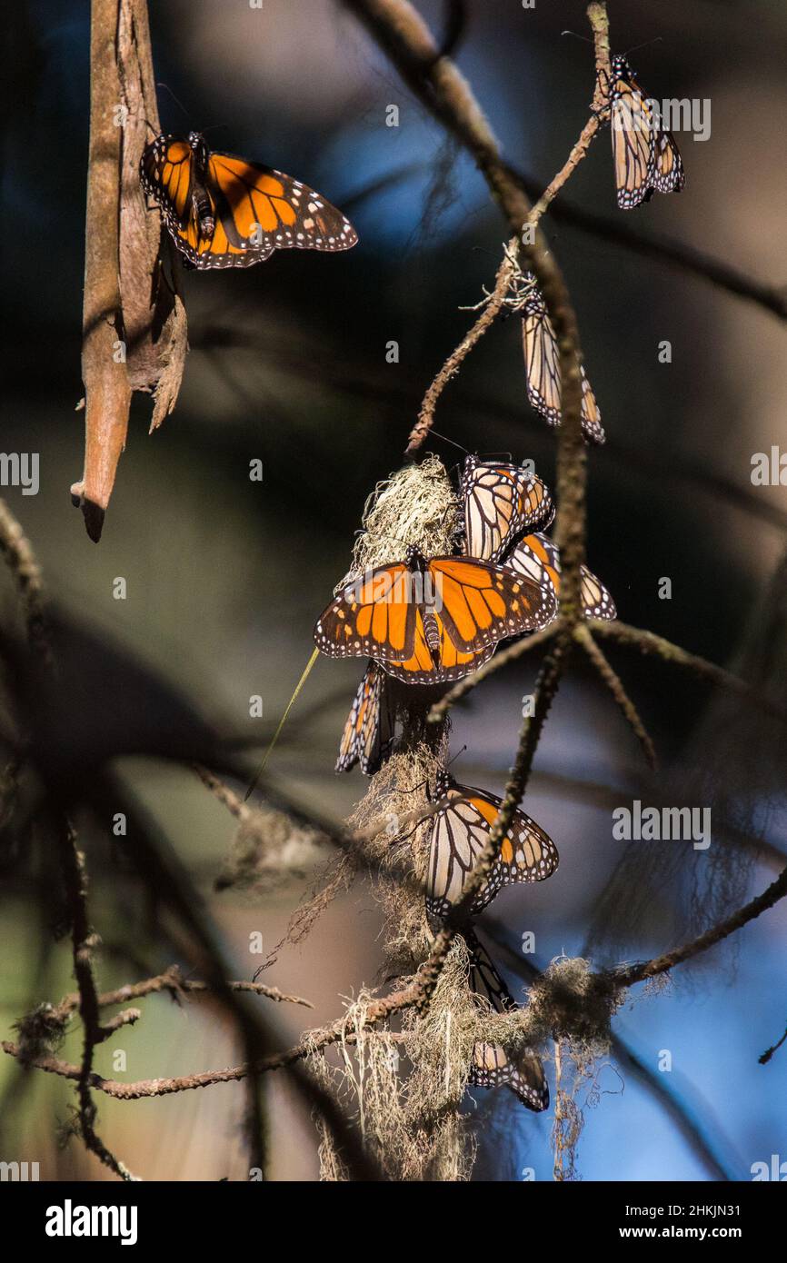Pacific Grove Monarch Butterfly Sanctuary Stock Photo Alamy