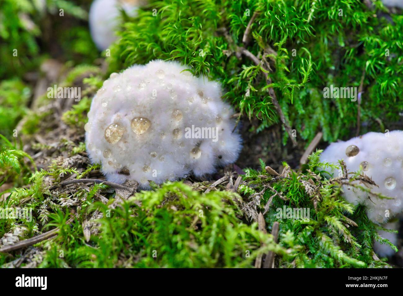 A Postia ptychogaster, known as the powderpuff bracket, strange fungus from Sweden Stock Photo