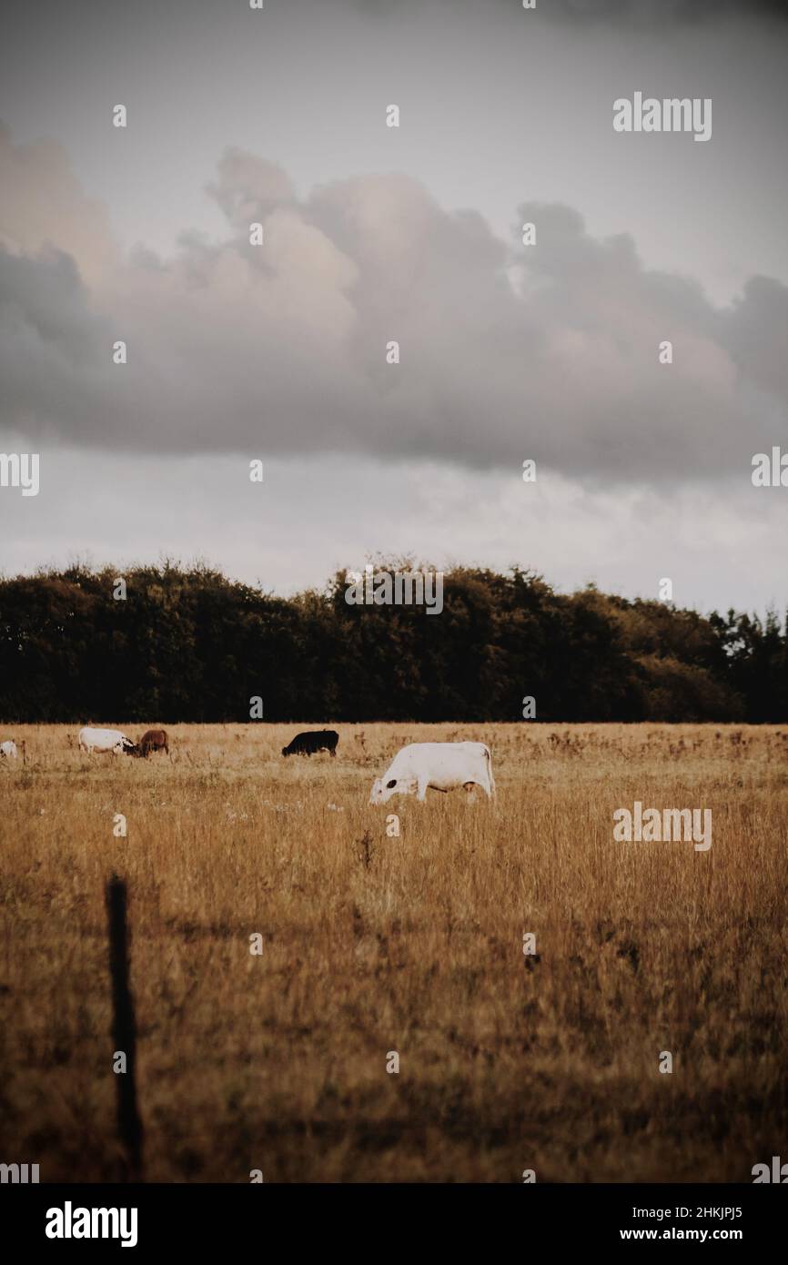 Photo of cows grazing in a field and a cloudy sky Stock Photo - Alamy