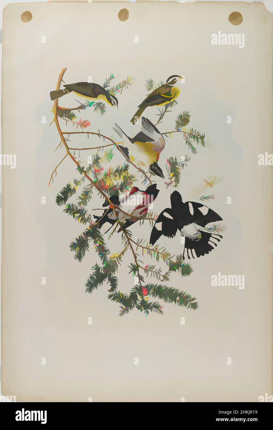 Art inspired by Rose-breasted Grosbeak, John James Audubon, American, born Haiti, 1785-1851, Chromolithograph, 1861, 40 x 27 1/8 in., 101.6 x 68.9 cm, birds, branches, fauna, flora, Fringilla ludoviciana, ground hemlock, natural history, nature study, ornithology, Taxus canadensis, Classic works modernized by Artotop with a splash of modernity. Shapes, color and value, eye-catching visual impact on art. Emotions through freedom of artworks in a contemporary way. A timeless message pursuing a wildly creative new direction. Artists turning to the digital medium and creating the Artotop NFT Stock Photo
