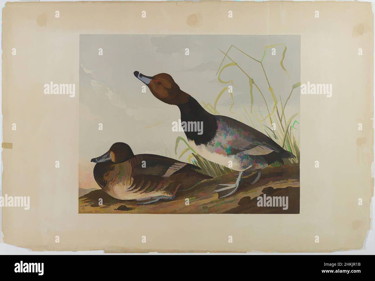 Art inspired by Red-headed Duck, John James Audubon, American, born Haiti, 1785-1851, Chromolithograph, 1861, sheet: 26 3/4 x 40 in., 67.9 x 101.6 cm;, animals, aquatic, avian, birds, ducks, fauna, flora, Fuligula ferina, grass, illustration, natural history, Nature, nature study, Classic works modernized by Artotop with a splash of modernity. Shapes, color and value, eye-catching visual impact on art. Emotions through freedom of artworks in a contemporary way. A timeless message pursuing a wildly creative new direction. Artists turning to the digital medium and creating the Artotop NFT Stock Photo