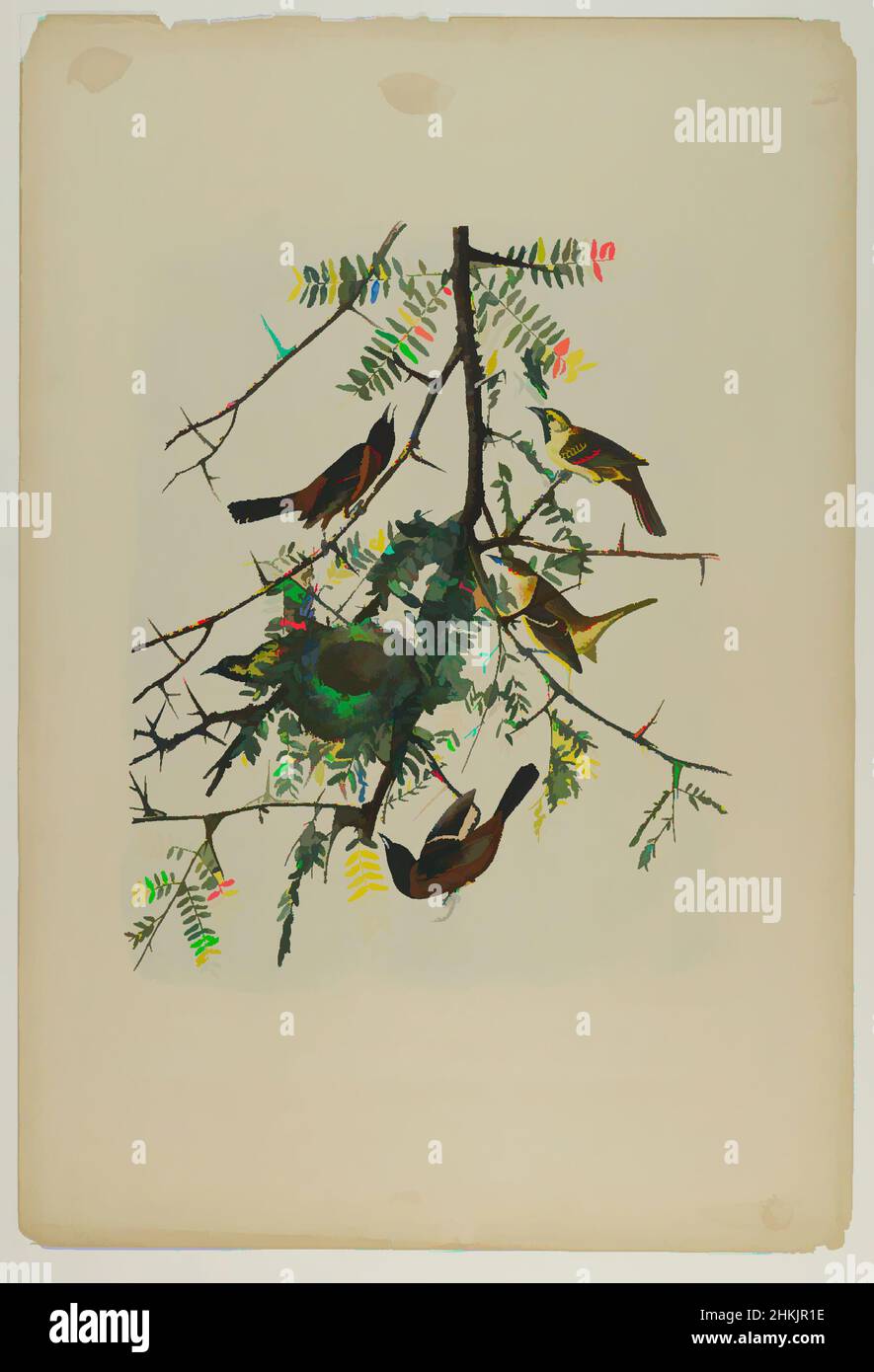 Art inspired by Orchard Oriole, John James Audubon, American, born Haiti, 1785-1851, Chromolithograph, 1861, animals, avian, birds, branch, branches, fauna, flora, Gleditschia triacanthos, honey locust, Icterus spurius, illustration, leaves, natural history, Nature, nature study, nest, Classic works modernized by Artotop with a splash of modernity. Shapes, color and value, eye-catching visual impact on art. Emotions through freedom of artworks in a contemporary way. A timeless message pursuing a wildly creative new direction. Artists turning to the digital medium and creating the Artotop NFT Stock Photo