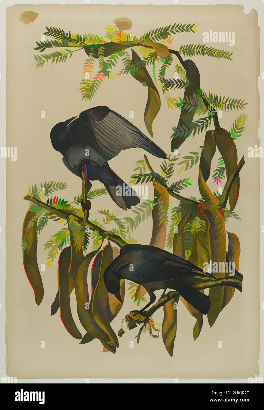 Art inspired by Fish Crow, John James Audubon, American, born Haiti, 1785-1851, Chromolithograph, 1861, birds, branches, Corvus ossifragus, fauna, flora, Gleditschia triacanthos, honey locust, leaves, nature study, ornithology, seed pods, wings, Classic works modernized by Artotop with a splash of modernity. Shapes, color and value, eye-catching visual impact on art. Emotions through freedom of artworks in a contemporary way. A timeless message pursuing a wildly creative new direction. Artists turning to the digital medium and creating the Artotop NFT Stock Photo